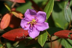 Melastoma malabathricum